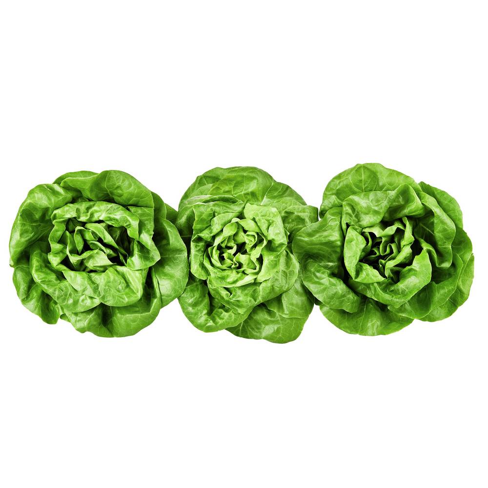 Butter Lettuce 3 Count