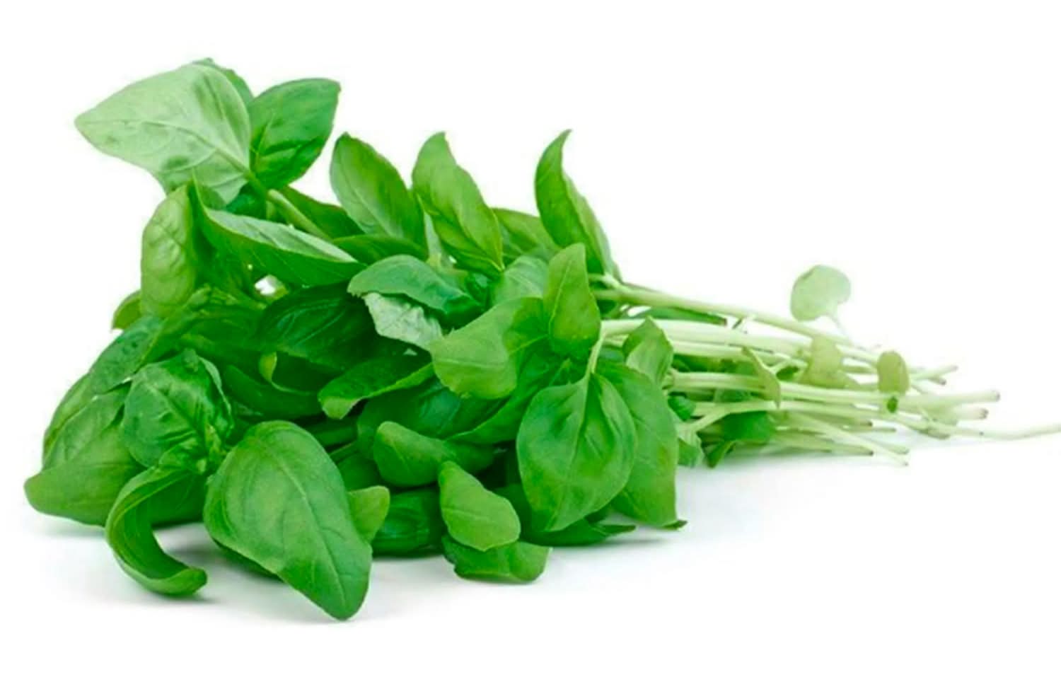 Racimo de albahaca (100 g)