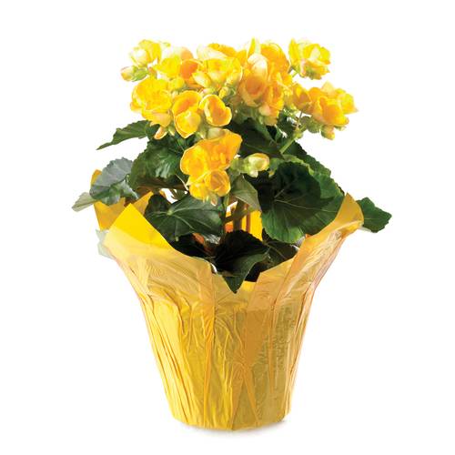 Begonias Floral 4.5-Inch