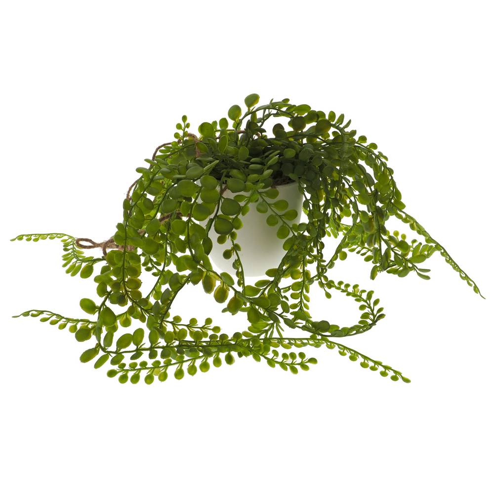 Plante verte suspendue dans un pot