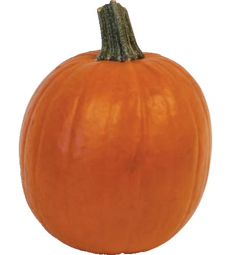 Pie Pumpkin