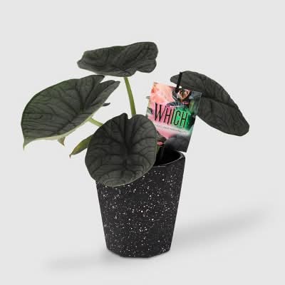 Green Circle Growers 5" Foliage