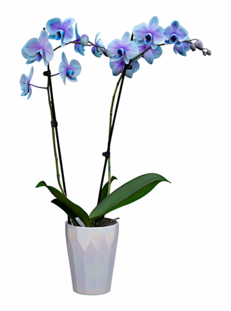 Bloom Haus Fresh Live Moonstone Orchid Plant, 5 in