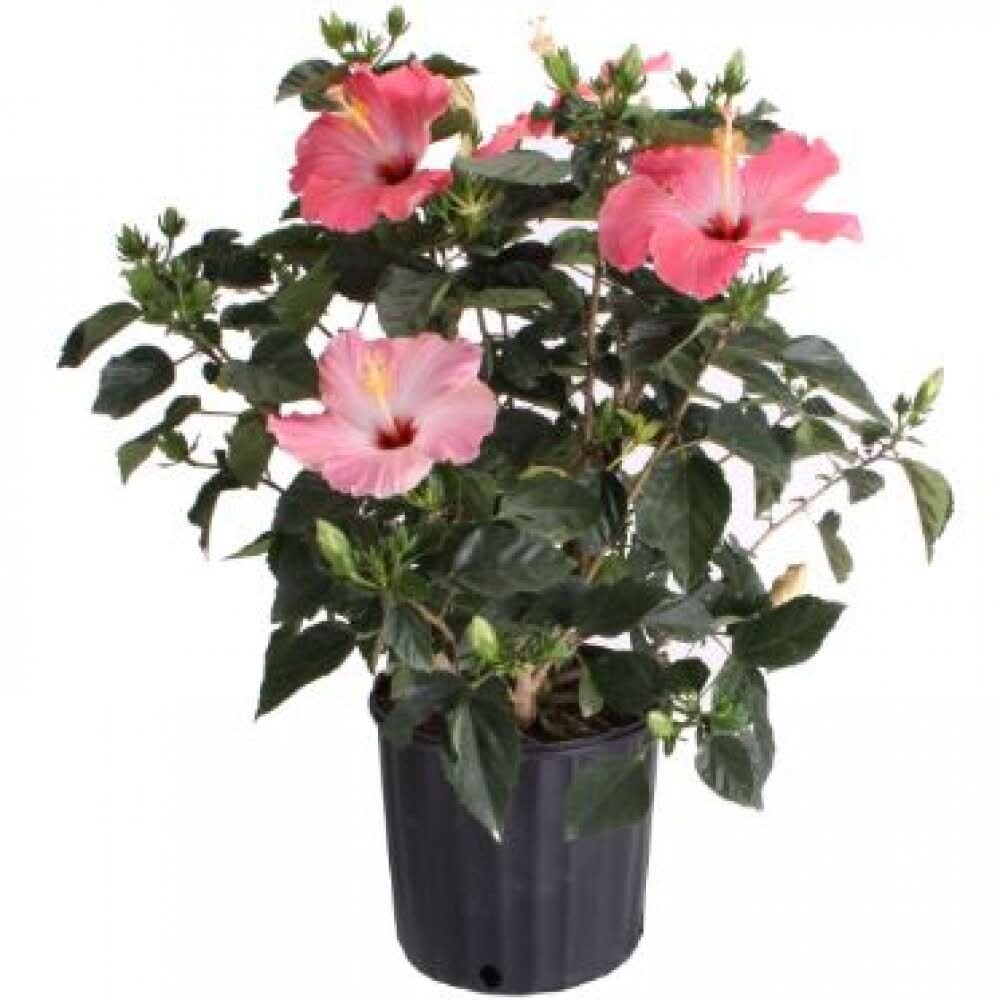 Tropical Foliage 10 Inch