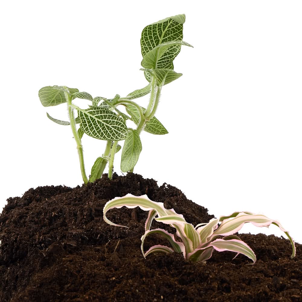 Thrive™ Tropical Live Terrarium Plant (Color: Green, Size: Small)