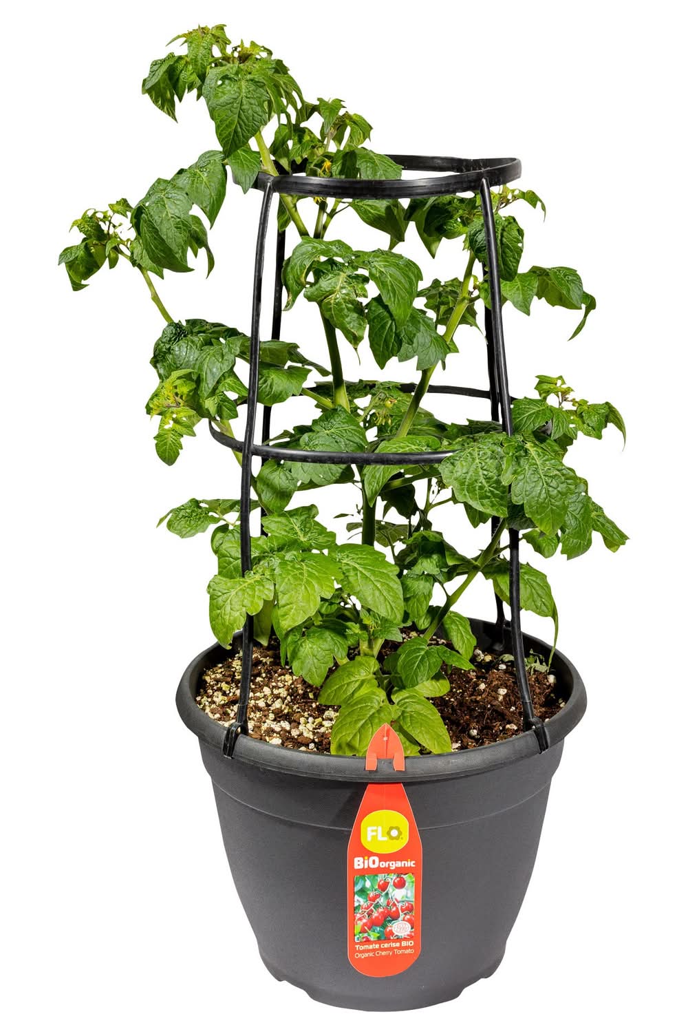 Patio Pot De Tomate 3 G Plant De Tomate Certifié Biologique Pot De 3 Gallon(255683) / Vegetable Planter Patio Tomatoes Certified Organic 3 Gallon Pot(255683)