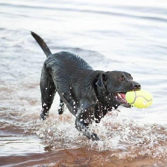 KONG Airdog Squeaker Football Dog Toy