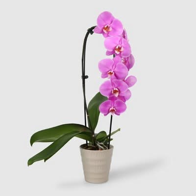 Good Little Garden Live 5 Potted Cascade Orchid Plant, May Vary