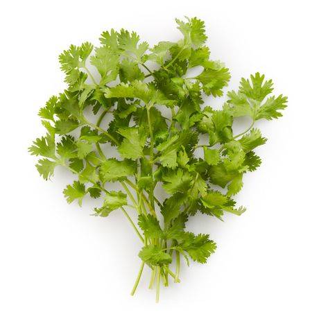 Cilantro