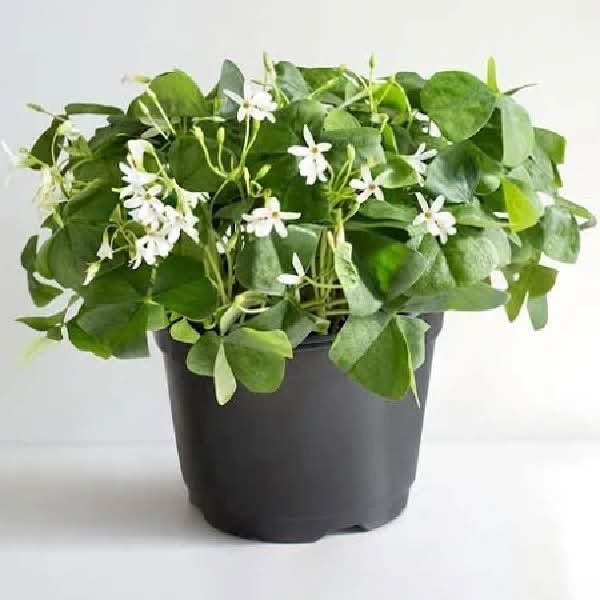 Nor-Cal Produce 4 In Shamrock