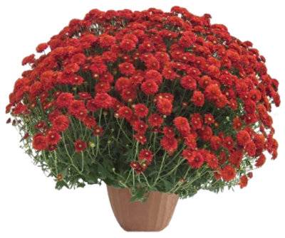 Hardy Mum 8 Inch - Ea