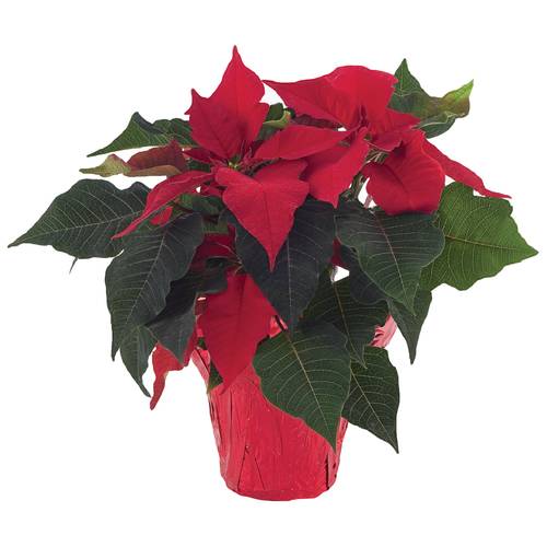 Poinsettia Assorted 4 Inch 1 EA