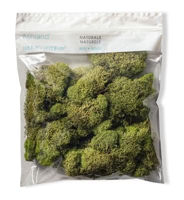 Ashland Reindeer Moss