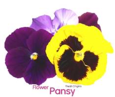 Micro Pansy Flowers - 50 ct (Case of 1)