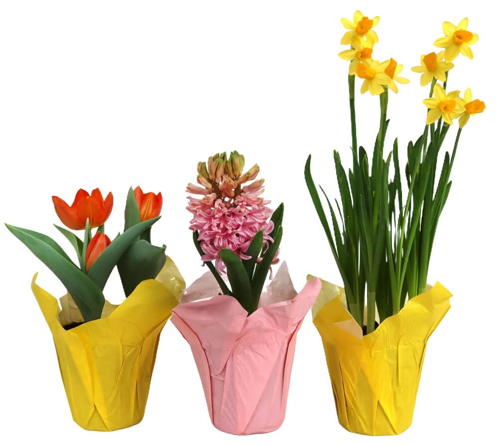 Rocket Farm Bulbs in Pot Cover
