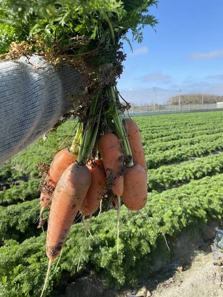 嫩甜紅蘿蔔 有機農場現採直送 免削皮1份 約4條(豐盛愛·精緻食材選品/D012-36/TV110)