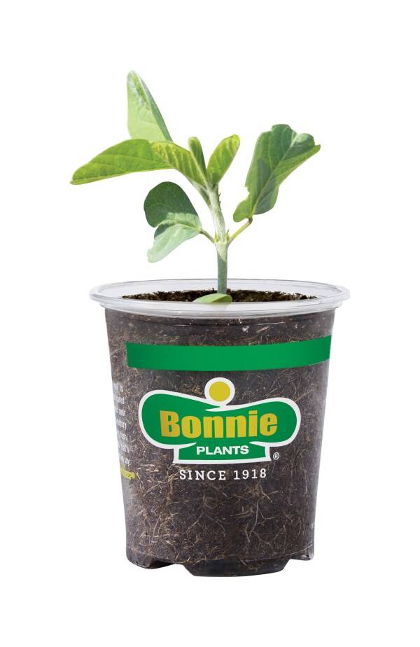 Bonnie Plants Edamame 19.3 oz.