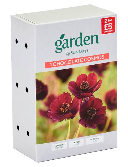 Garden 60 cm, Chocolate Cosmos