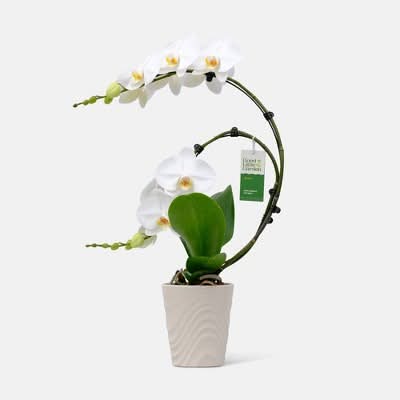 Good Little Garden Live Wave Orchid Potted Plant (5 Inch)