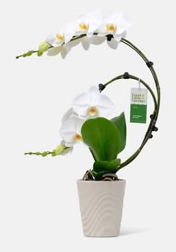 Good Little Garden Live Wave Orchid Potted Plant (5 Inch)