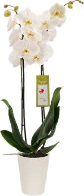 Debi Lilly White Orchid 5 Inch - Each