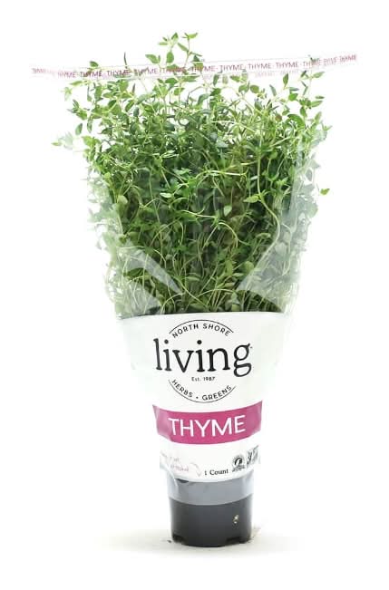 North Shore Living Thyme