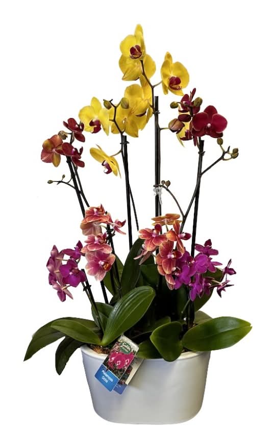 Fresh Live Potted Orchid in Container