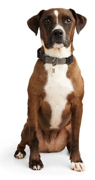 Reddy Jacquard Dog Collar, Black, Large/X-Large