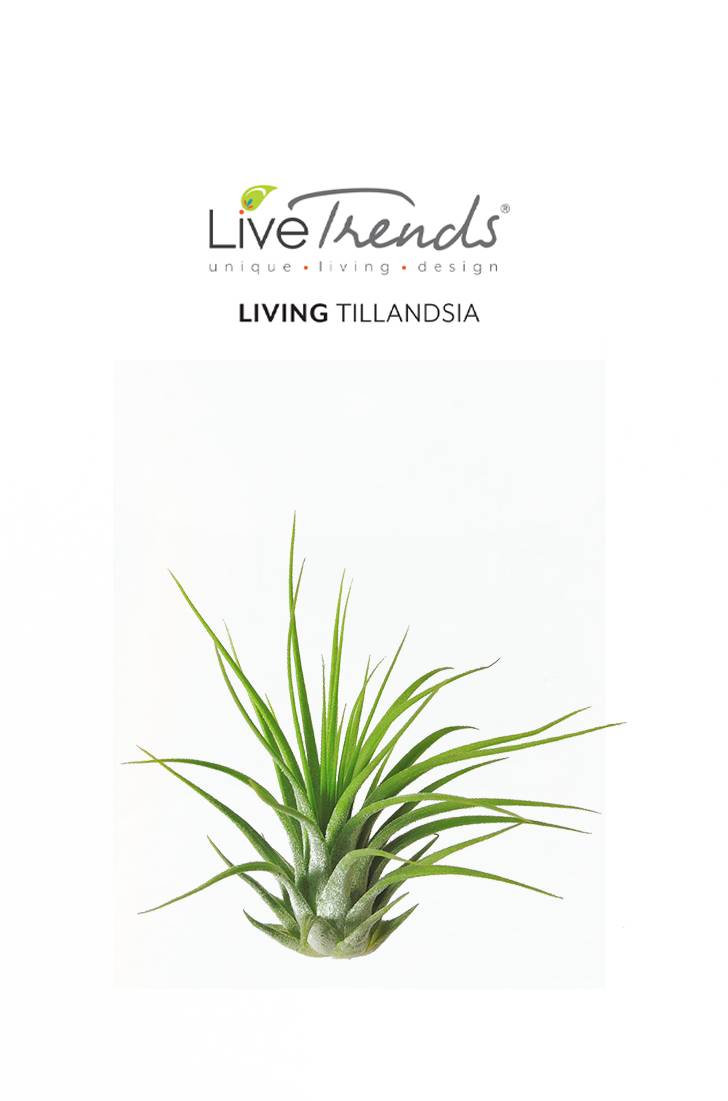 LiveTrends Tillandsia Ionantha House Plant in 1-Pack(s) | ASB00521