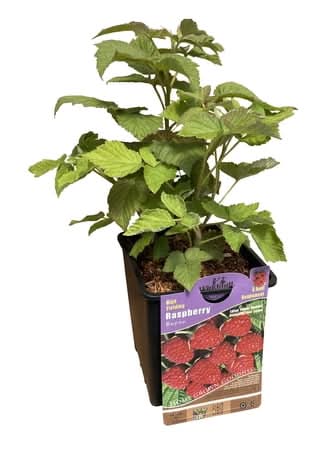 Premium Raspberry - Fruit 1 Per Container Live Plants In 1 Gallon Grower Pots (1 Count) Sun Loving.