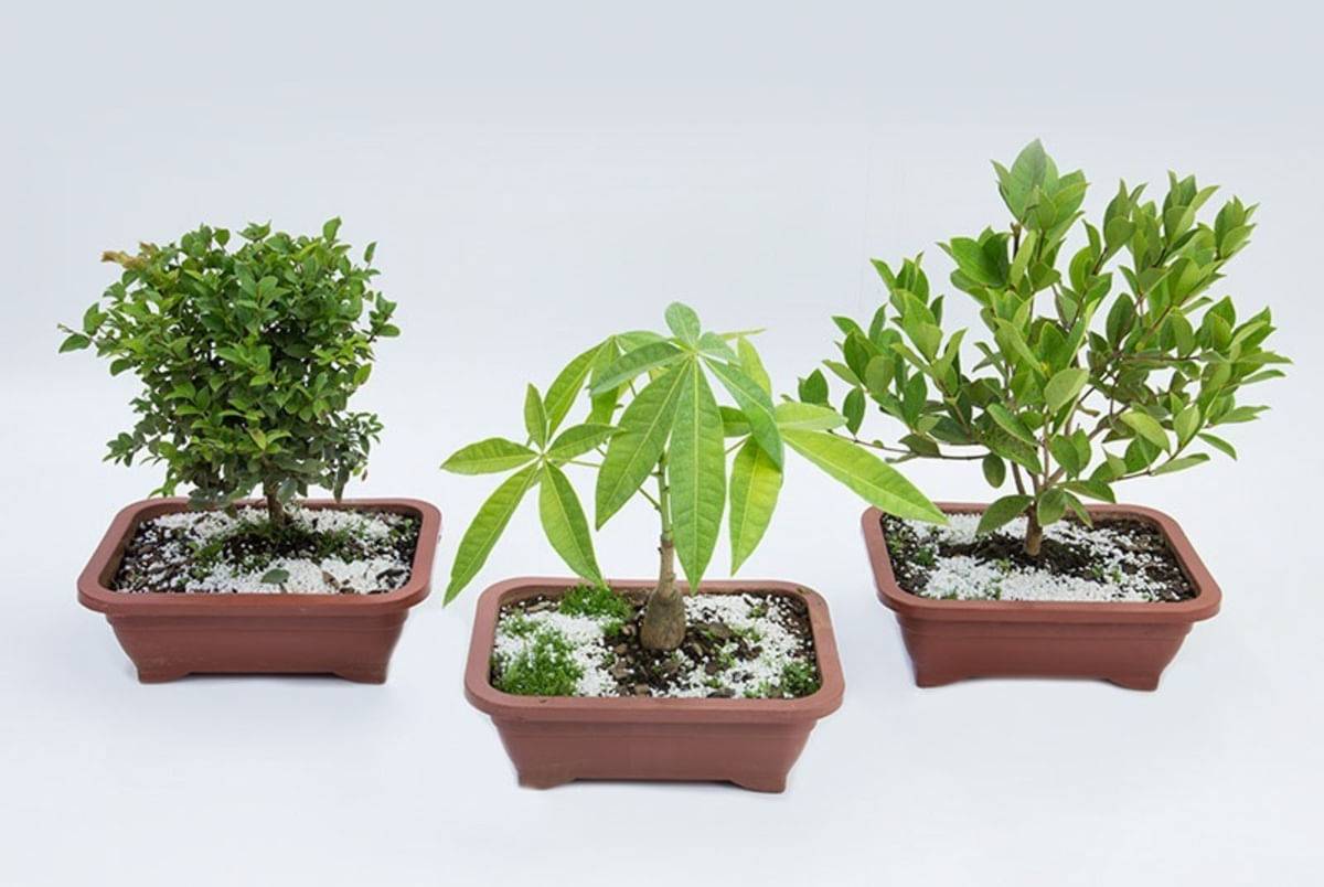 Holambra bonsai 6 a 10 anos (1 unidade)