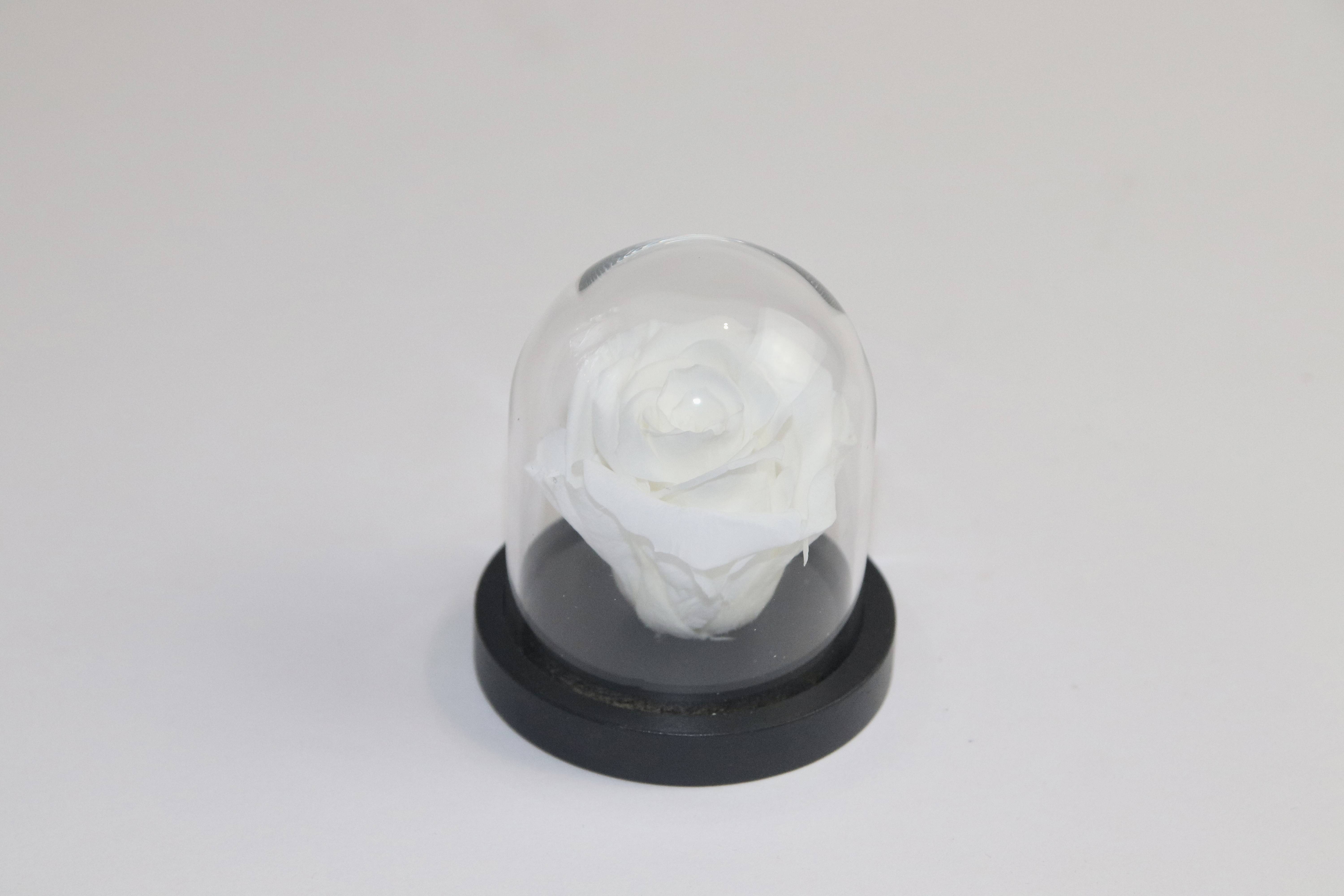Rose éternelle sous cloche