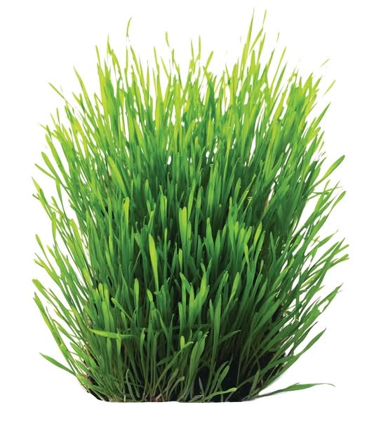 Wheat Grass Organic