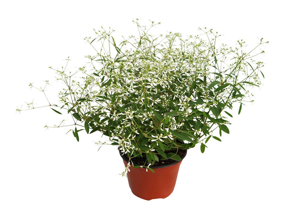 Planta euphorbia velo de novia 6"