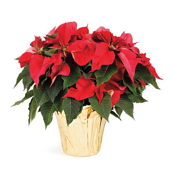 8" Poinsettia