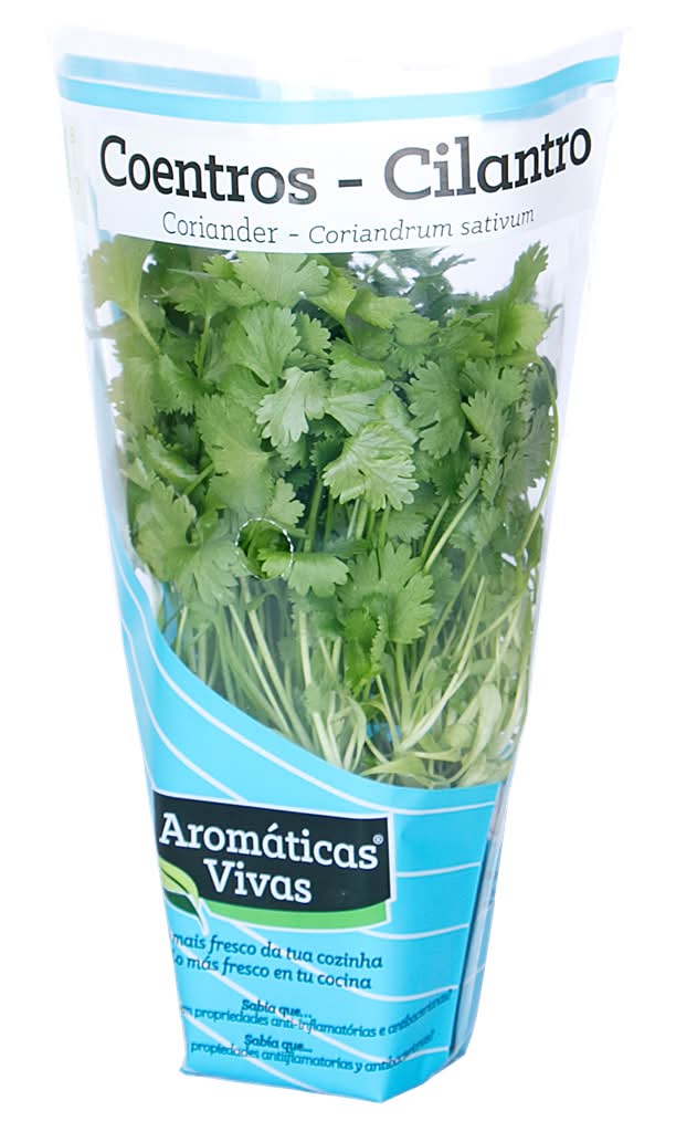 Aroma Viva - Coentros em vaso, embalagem de 1 unidades