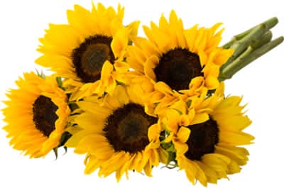 Signature Select Sunflower - Each