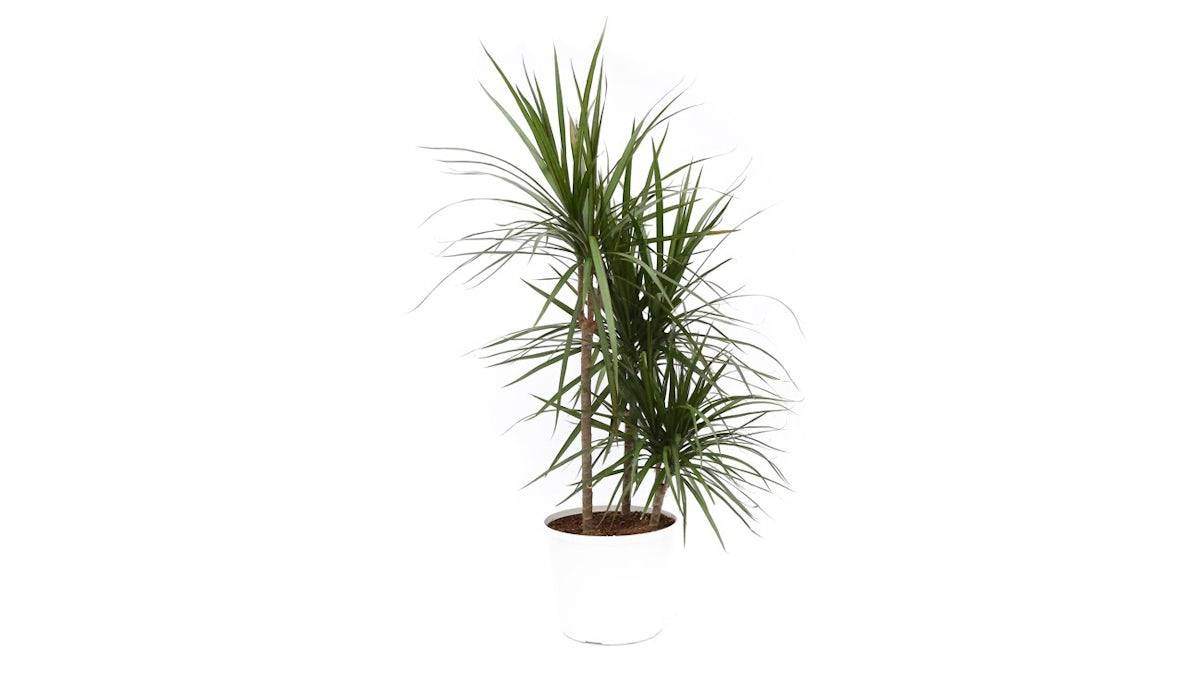 10in Dracena Colorama