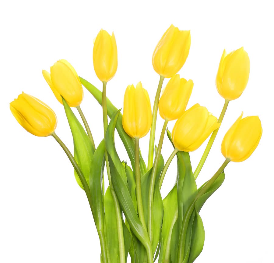 Dierbergs Flowers & Gifts With Tulip Bunch