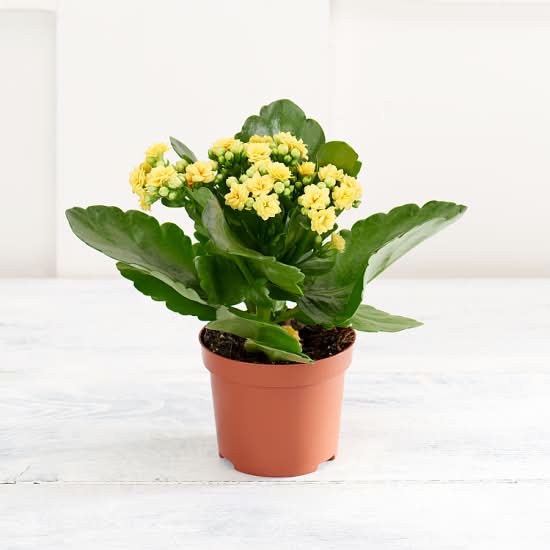 Sainsbury's Kalanchoe Plant