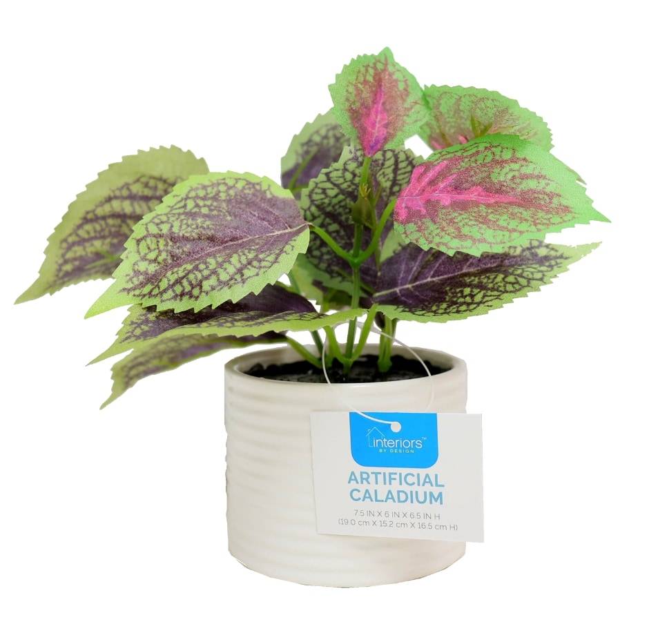 Interiors By Design Artificial Caladium Plant in Ceramic Pot, 7.5x6x6.5 in