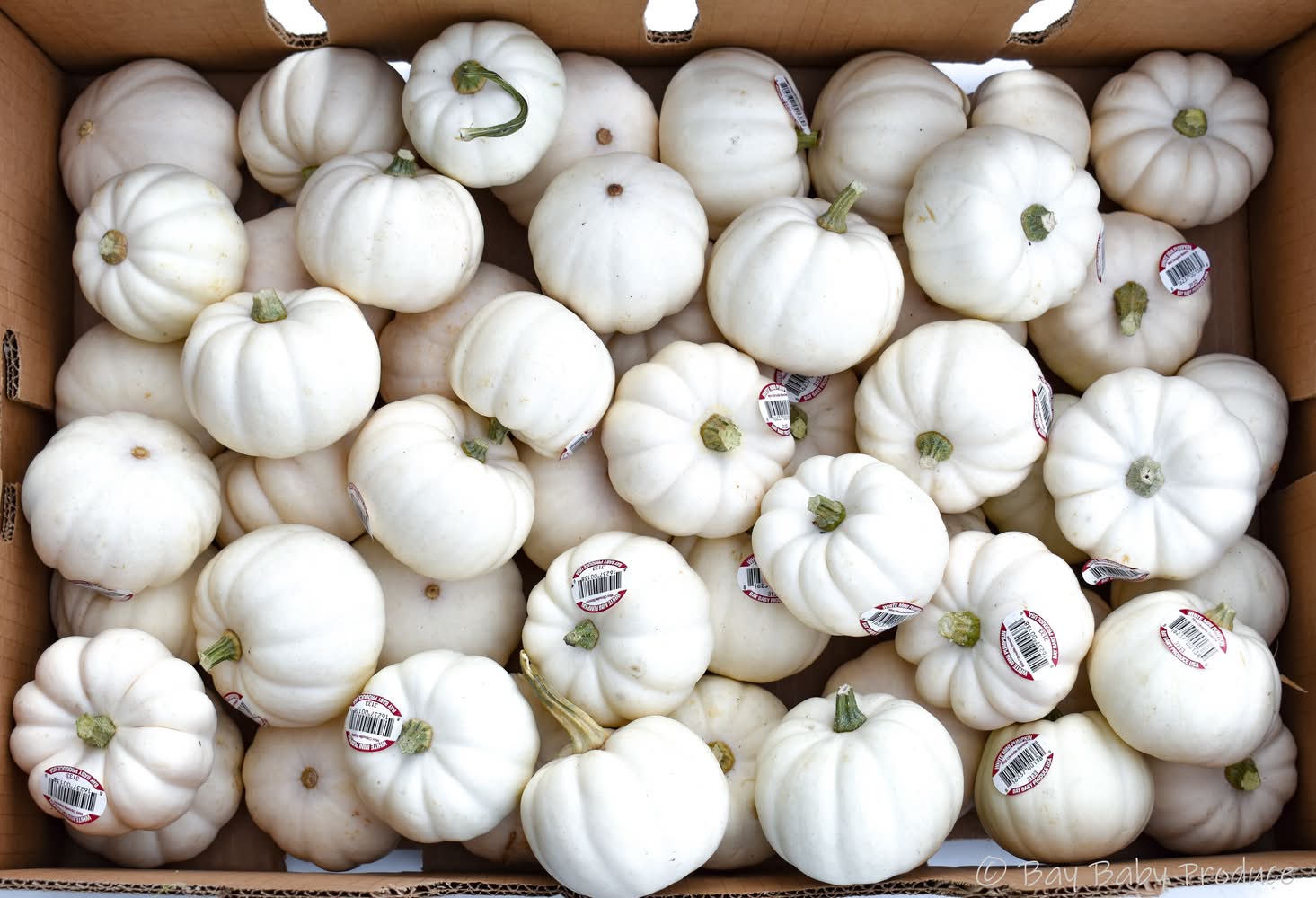 Pumpkin Patch Pals White Mini Pumpkin