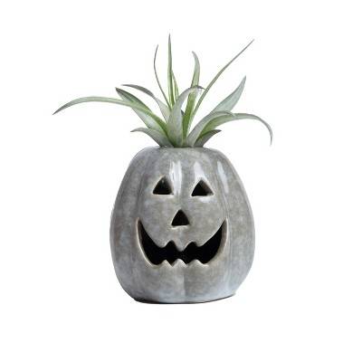 Live Tillandsia Plant in Slate Pumpkin Spirits Planter