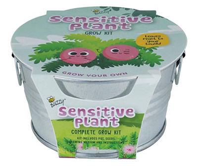 Mini Sensitive Plant & Silver Basin Grow Kit