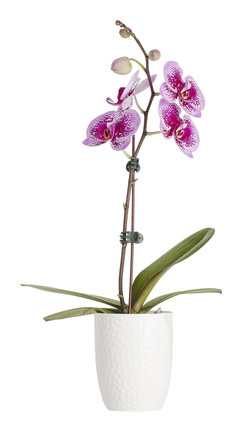 100mm Moth Orchid - Phalaenopsis Orchid With Ceramic Pot