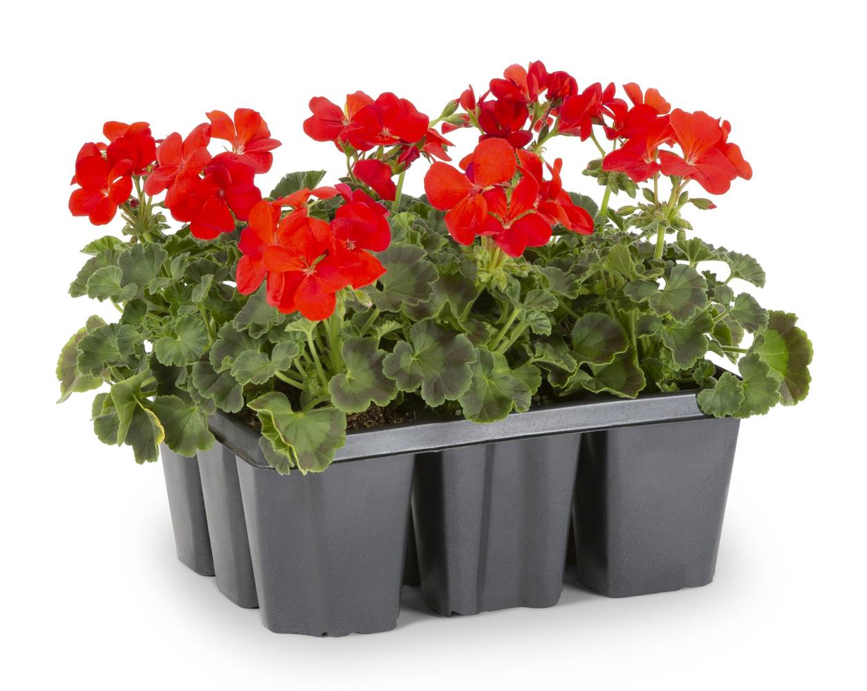 Lowe's Red Seed Geranium in 9 -Pack Tray 9 -Pack | 411874