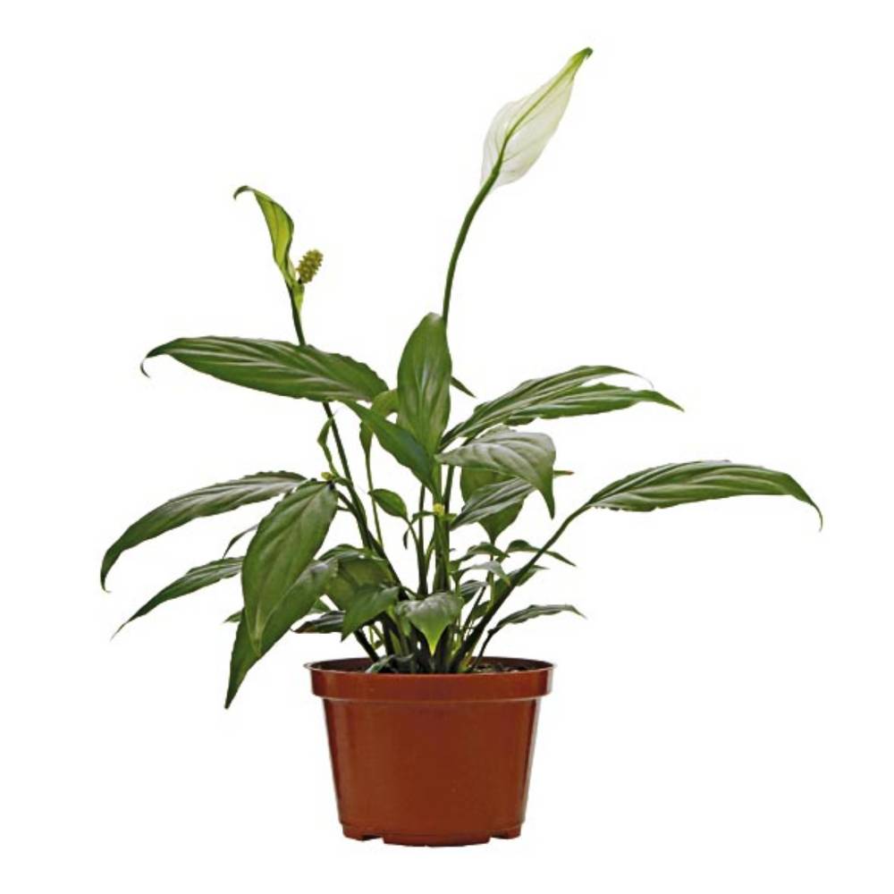 Spathiphyllum (pote 11)