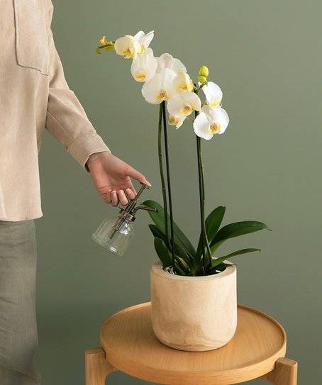 Orchidée blanche - 2 tiges