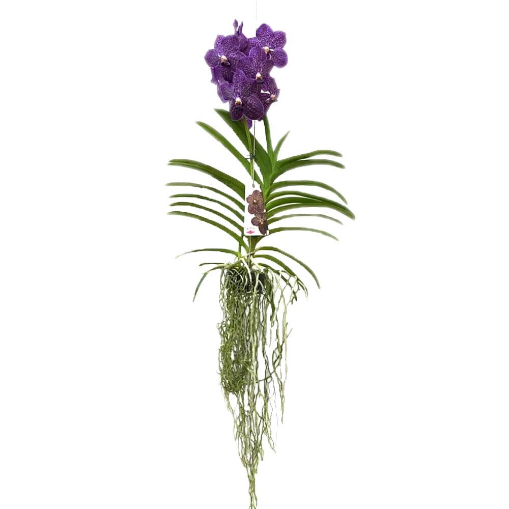 Orquidea vanda pendente