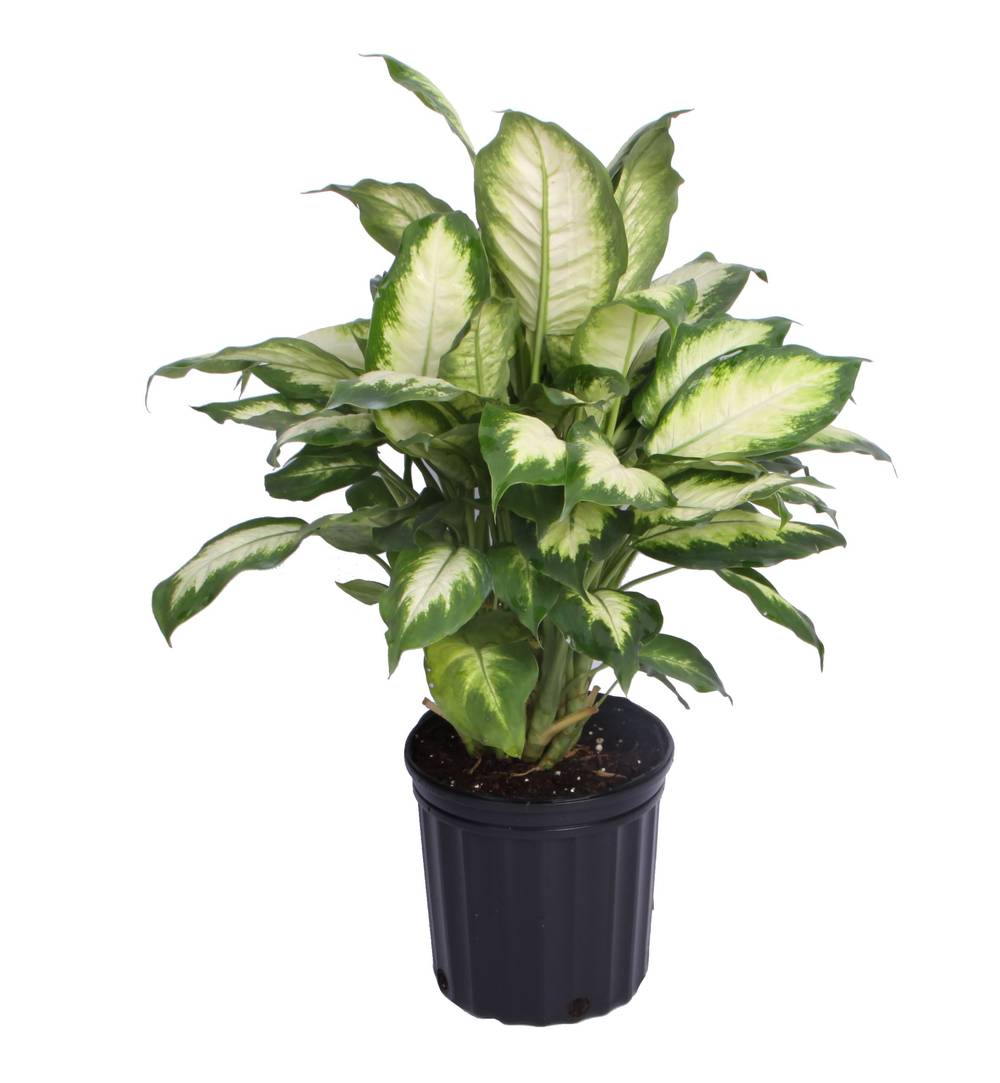 Lowe's Dieffenbachia House Plant in 1.4-Quart Pot | NURSERY